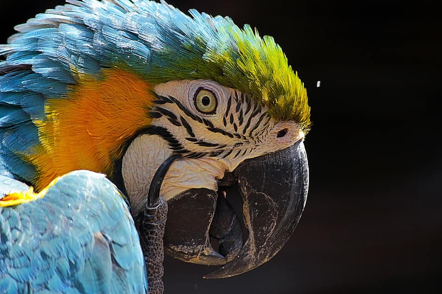 guacamayo, cabeza, pico, plumas, pájaro, animal, Cra, ave tropical, ave exotica, plumaje, mundo animal