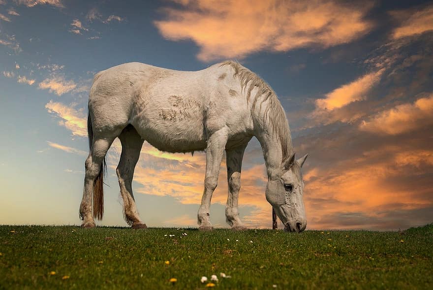 hest, hvit hest, dyr av hestefamilien, hingst, hoppe, gårdsdyr, pattedyr, solnedgang, natur, bakgrunn, bakgrunns