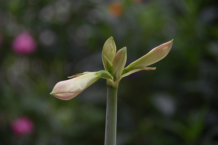 Lily of the valley, blomstringen, hyggelig, blomst