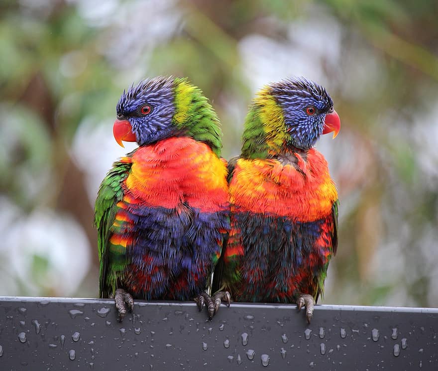 Birds, Loriinis, Lorikeets, Australia, Avian, multi colored, beak, feather, macaw, pets, close-up
