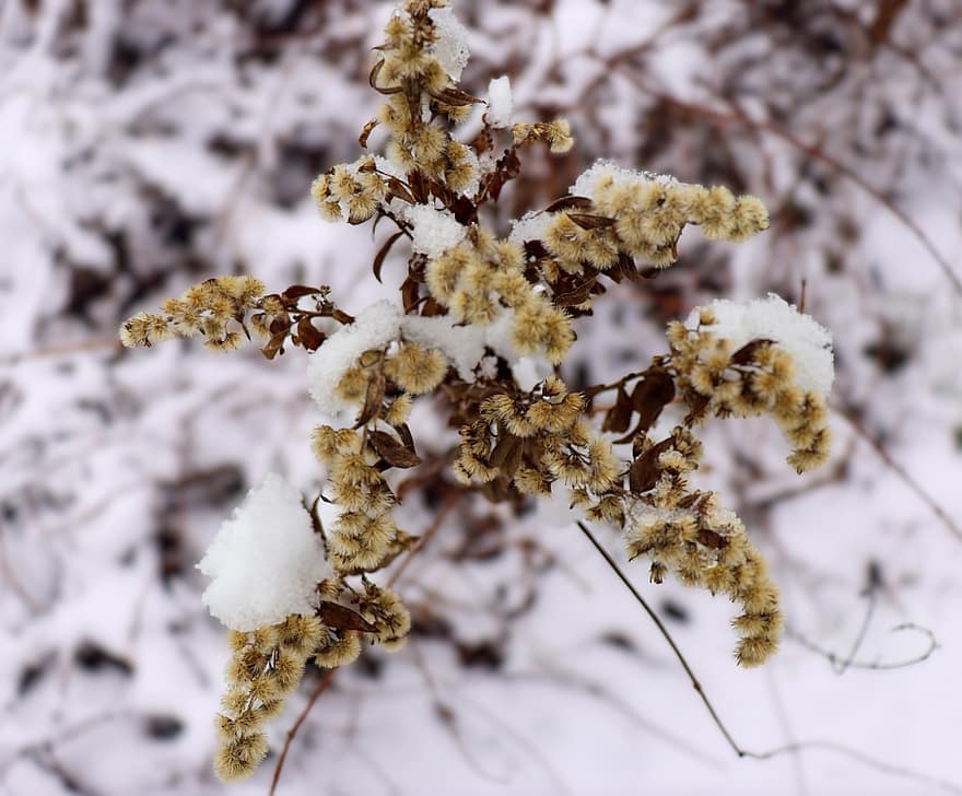 Goldenrod, žiemą, sniegas, pobūdį, augalų