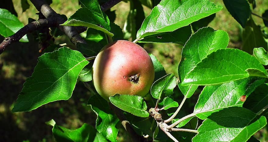 manzana, Fruta, follaje, naturaleza, comida, vitaminas, salud, Fresco, sano, de cerca, comiendo