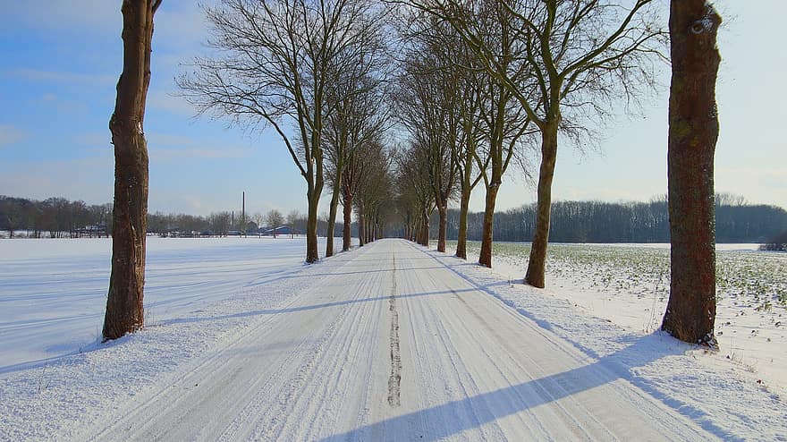 сняг, път, дървета, полета, дърво облицовани, голи дървета, снежно, зима, пейзаж, снежен пейзаж, студ