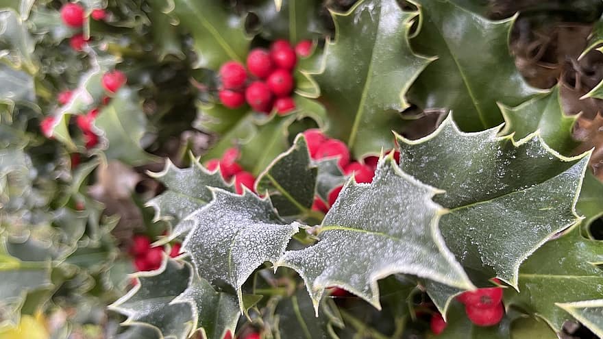 Winter, Holly, Berries, Frost, Nature, leaf, close-up, plant, green color, season, backgrounds