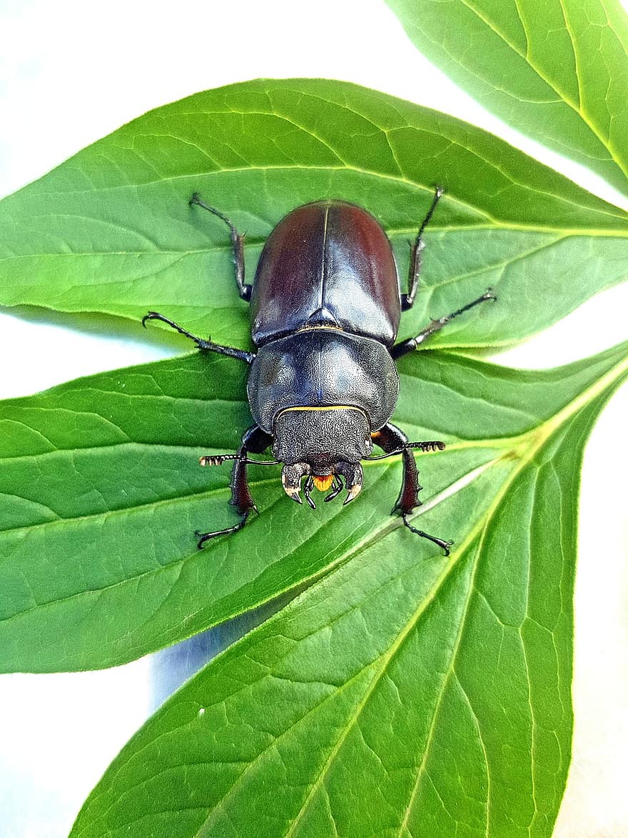 scarabée, roháč, insecte, punaise, antennes, feuilles, feuillage