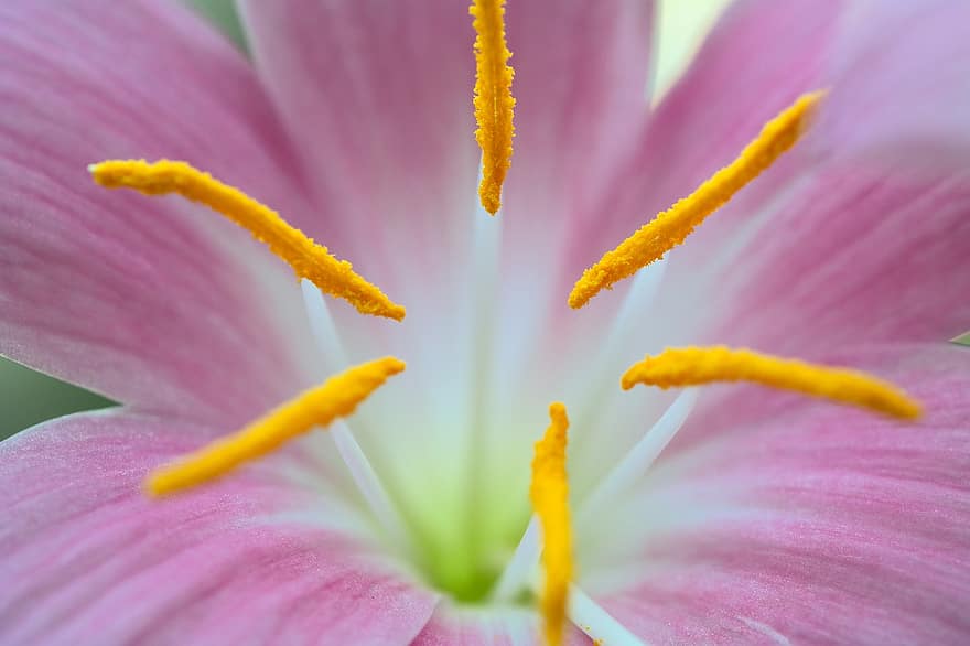 lilly, pollen, blomst, rosa