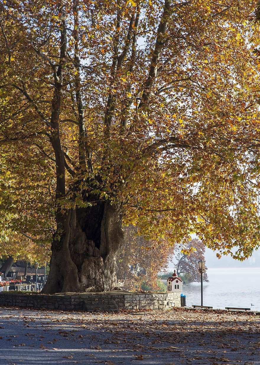Grèce, parc, l'automne, promenade, automne, Kastoria, tomber, la nature