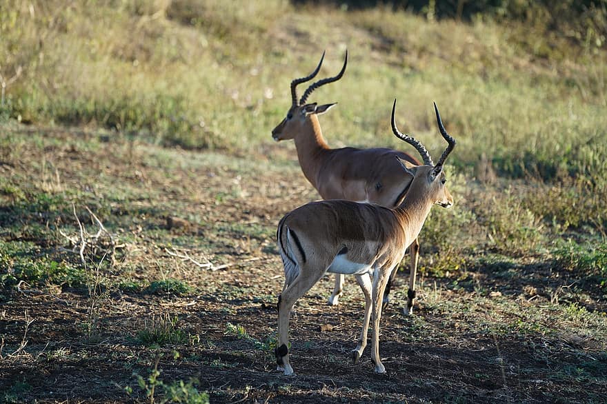 kudu, dieren, safari, gewei, antilope, zoogdieren, dieren in het wild, wildernis, savanne, natuur, gazelle