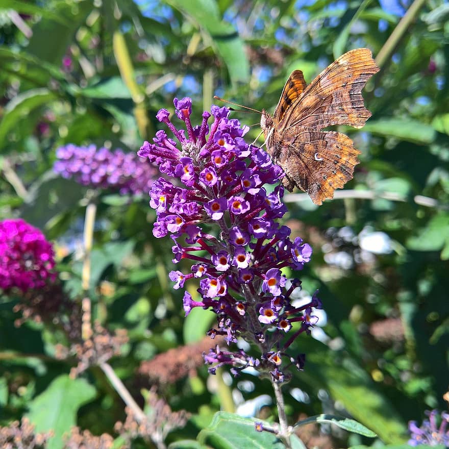 motýl, křídlo, hmyz, Příroda, fauna, květ, zahrada, letní, buddleja, Motýlí šeřík, motýlí keř