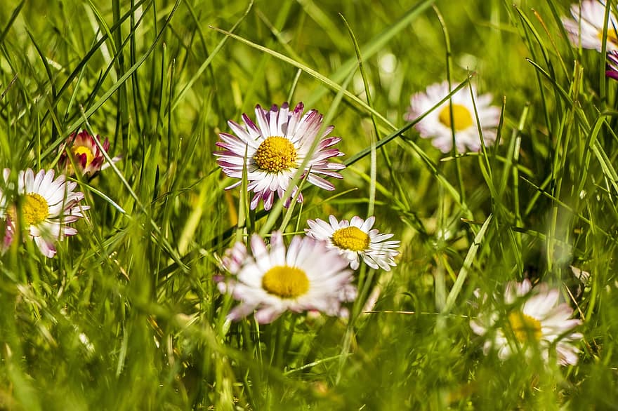 Daisies, Grass, Flowers, Field, Meadow, Bloom, Blossom, Flora, Nature, Flowering Plants, Background