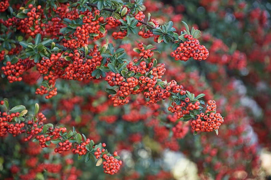 Firethorn, Fruits, Branches, Tree, Pyracantha, Red Berries, Berries, Leaves, Bush, Shrub, Plant