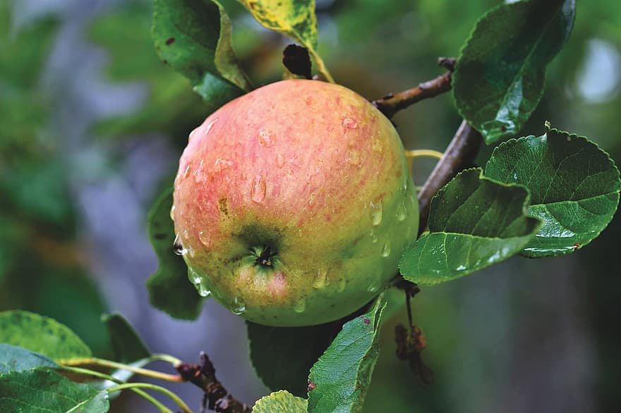 μηλιά, μήλο, kernobst gewaechs, καρπός, δέντρο φρούτων, κλαδί, δέντρο, υγιής, φύση