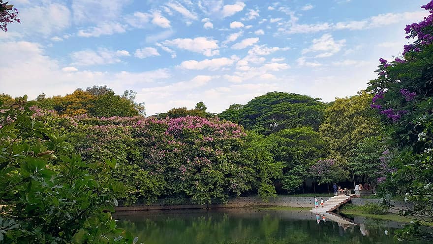 Botanischer Garten, Park, Teich, See, Natur, Landschaft, Dhaka, Sommer-, Baum, Wasser, grüne Farbe
