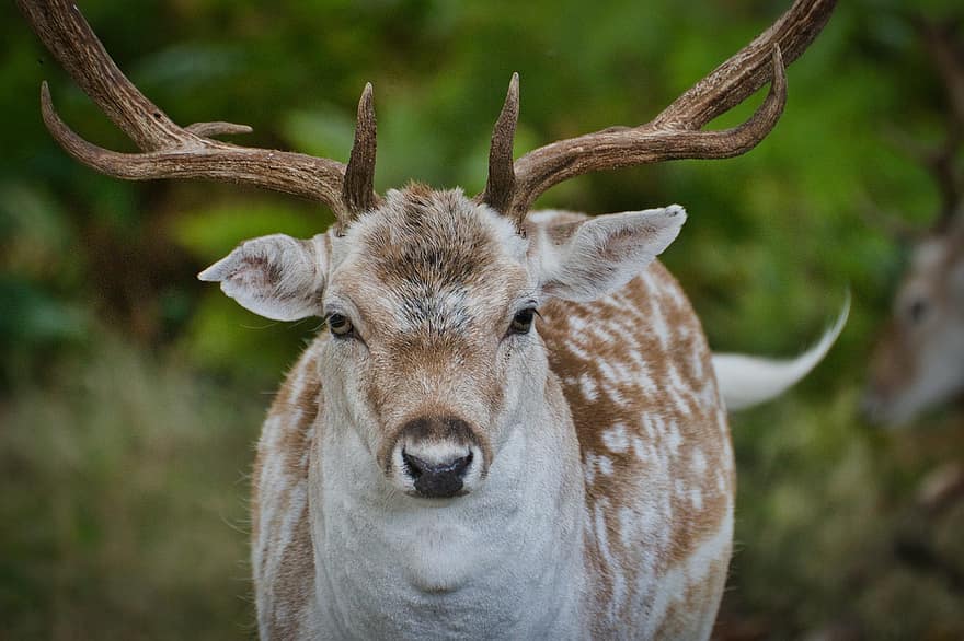 Fallow Deer, Animal, Wildlife, Deer, Male Deer, Mammal, Wild, Antlers, Wilderness, Forest, Nature
