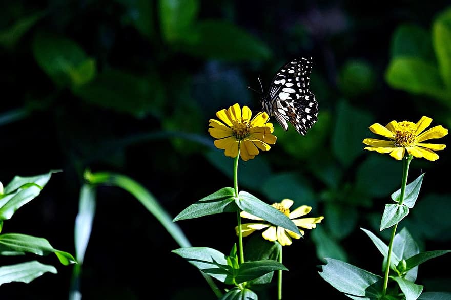 limoen vlinder, insect, bloemen, tuin-, natuur, fauna, detailopname, bloem, zomer, fabriek, groene kleur