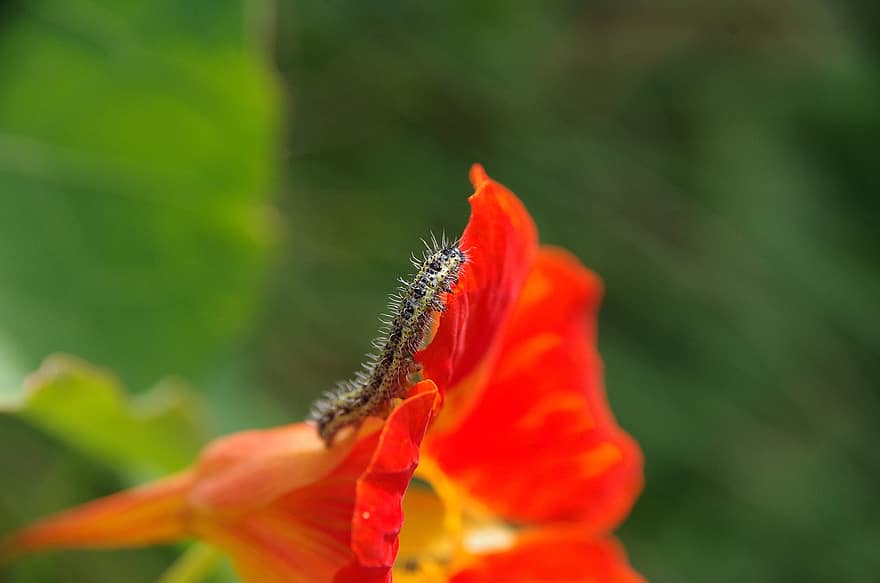 Insect, Caterpillar, Nature, Flower, Blossom, Entomology