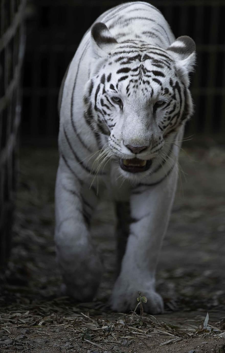 tigru, felin, tigru bengalez, dungi, animal salbatic, animale sălbatice, sălbatic, animal, pisică fără domesticire, in dungi, animale în sălbăticie