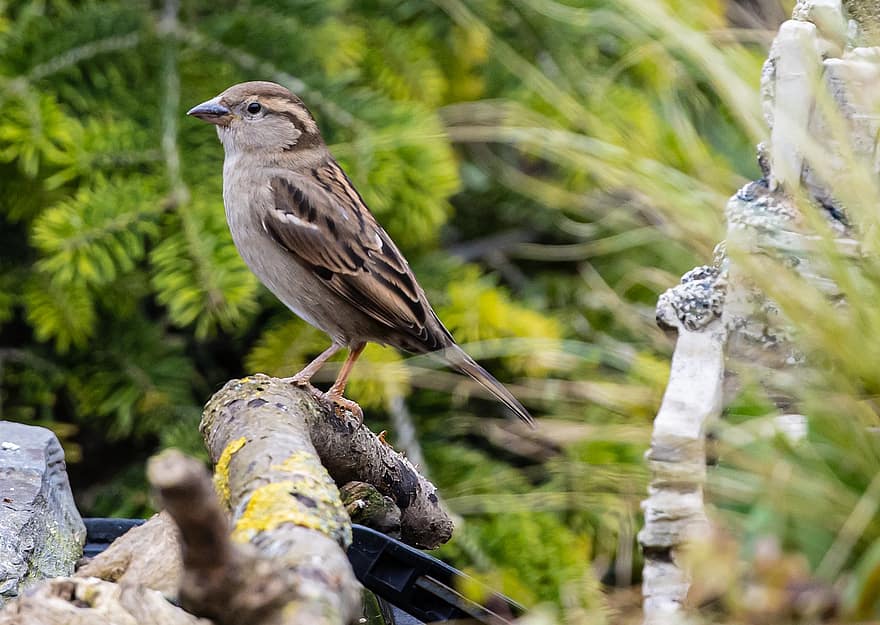 Bird, Sparrow, Hedge Sparrow, Garden Bird, Songbird, Beak, Female Sparrow, Perched, Perched Bird, Feathers, Plumage