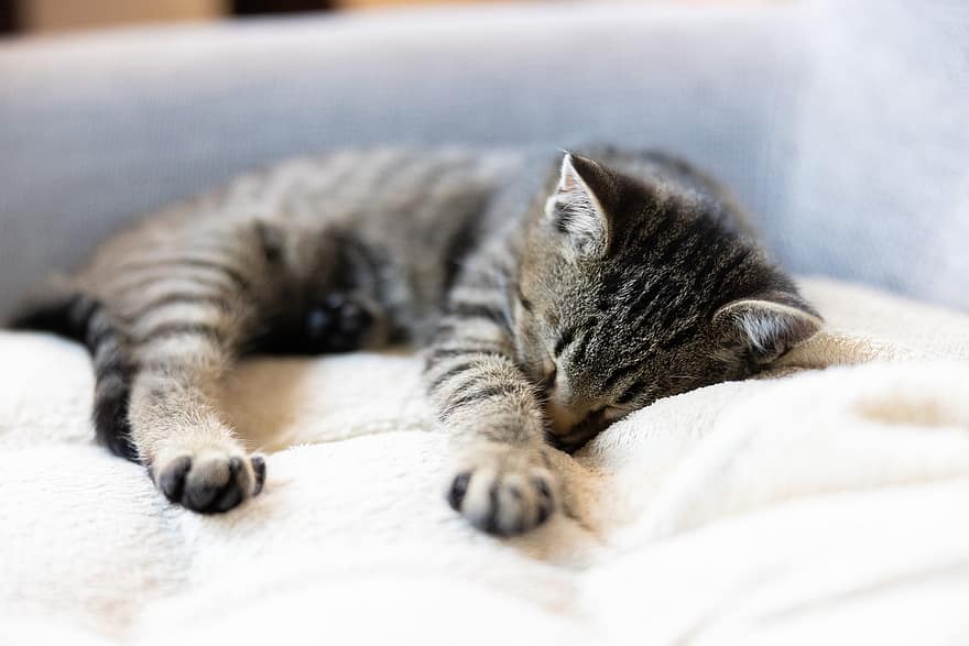 sovande, kattunge, tupplur, soffa, sällskapsdjur, kattdjur