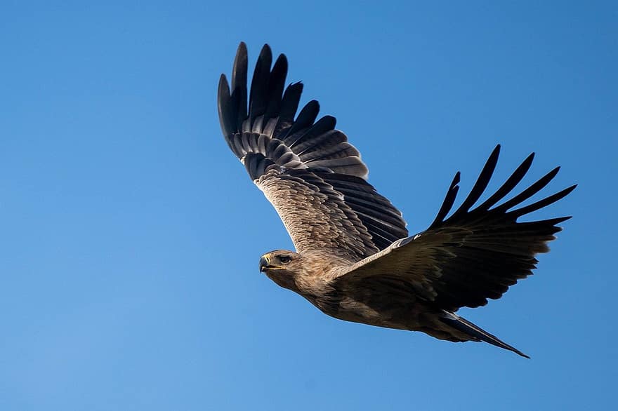 águila, pájaro, raptor, depredador, Ave volando, cielo, naturaleza