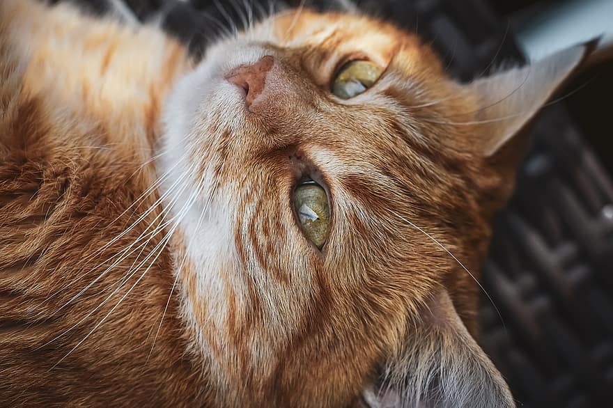 kočka, domácí zvíře, mourovatá kočka, oranžová mourovatá kočka, oranžová kočka, Kočkovitý, domácí kočka, zvíře, savec, roztomilá kočka