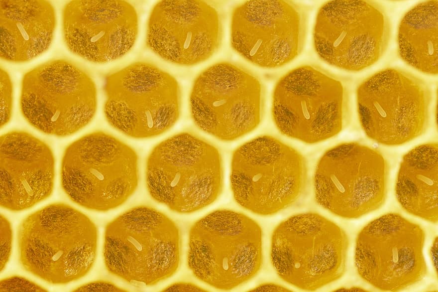 pszczoła, owad, pszczoła miodna, kochanie, pszczelarz, pszczelarstwo, Natura
