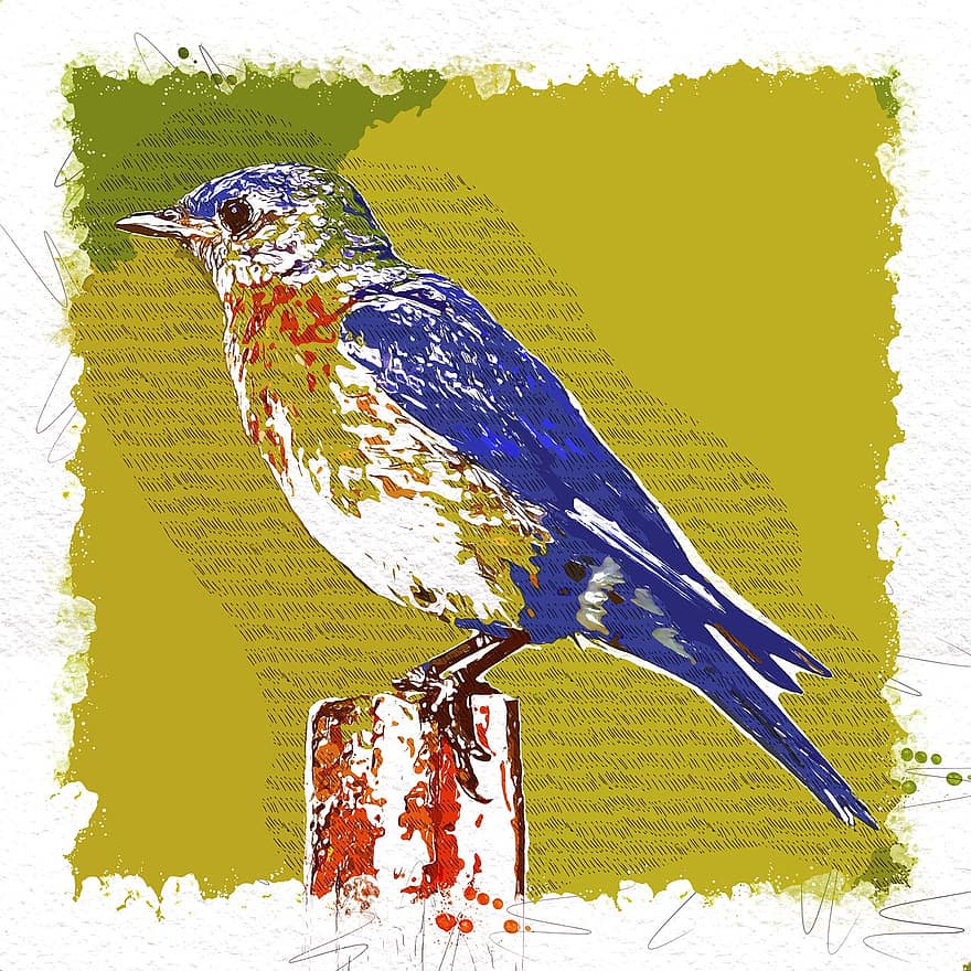 pták, modrý pták, posazený, volně žijících živočichů, pěvec, Příroda