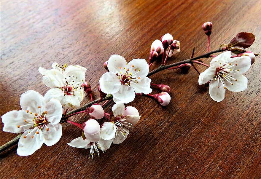 flores de cerejeira, ramo, flores, botões, Primavera, flor, flores brancas, decoração, decorativo