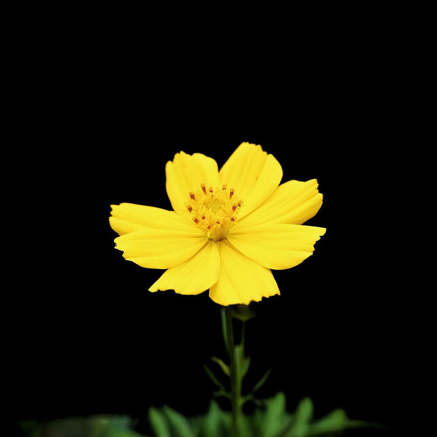 Sulfur Cosmos, Flower, Plant, Cosmos, Yellow Flower, Petals, Bloom, Nature, Dark