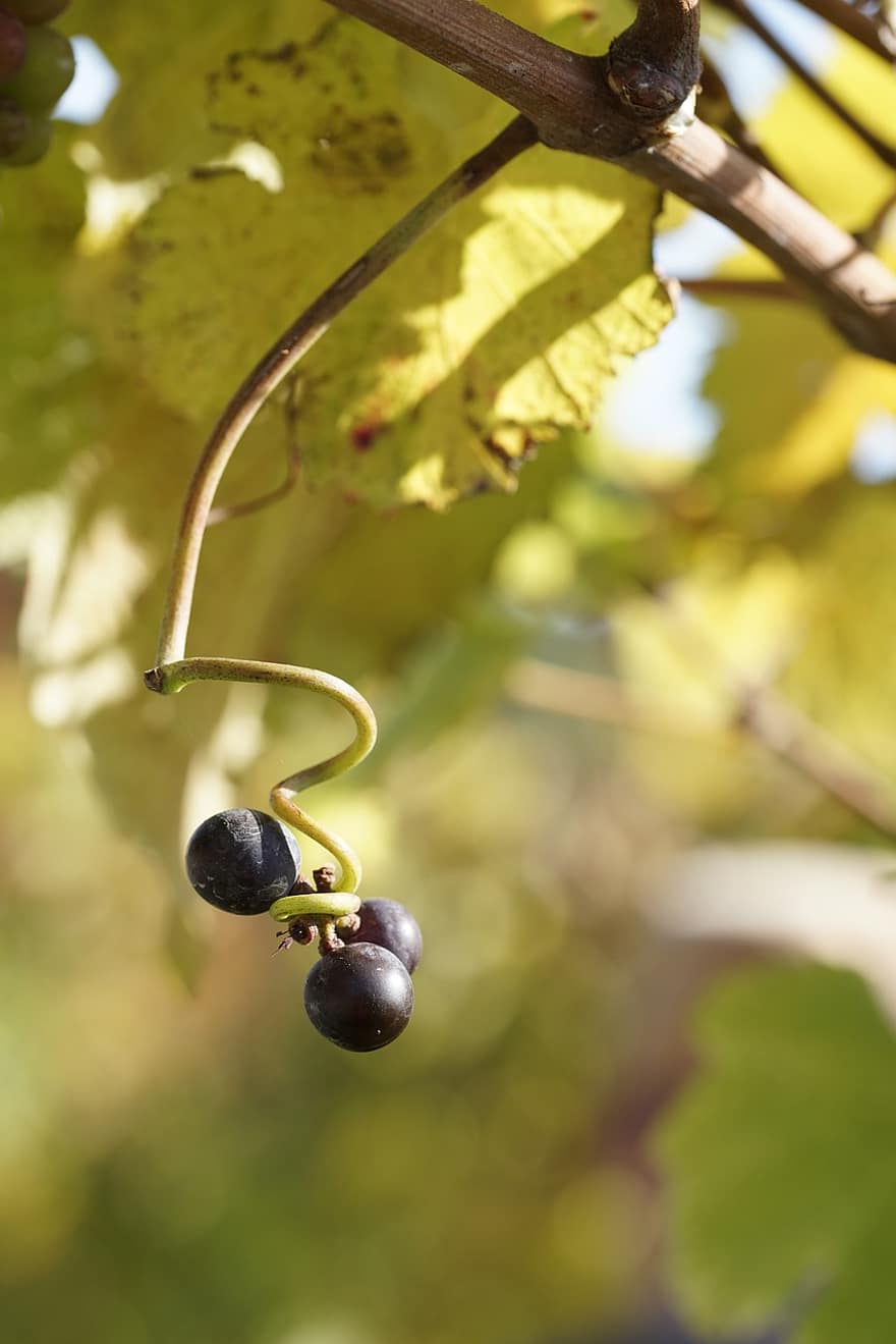 uvas, frutas, videira, plantar, Vinhedo, viticultura, Comida, orgânico, natureza, outono