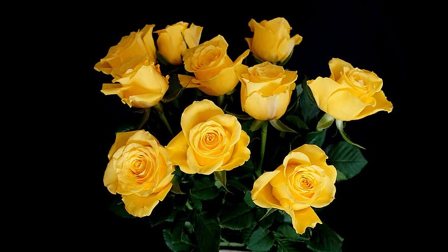 Rosen, Blumen, gelbe Rosen, Rosenblüte, Blütenblätter, Rosenblätter, blühen, Flora, Natur, Blütenblatt, Blume
