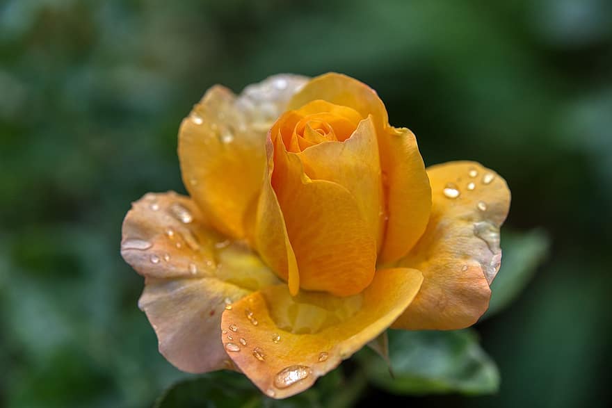 rosa, flor, florir, individual, gota de pluja, aigua, humit, beady, pluja, temps, groc