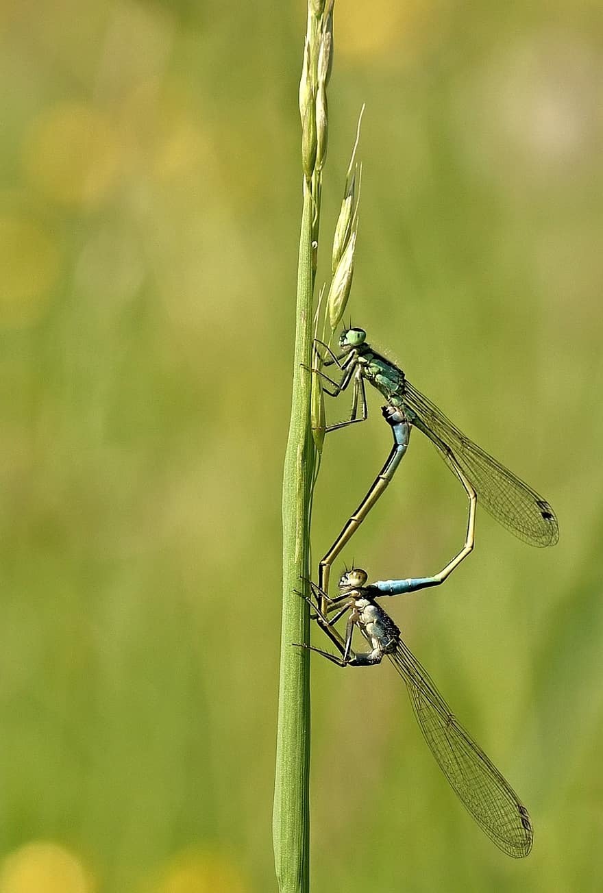 Dragonflies, Insects, Wildlife, Spring, Meadow, Nature, Entomology, Macro, close-up, insect, green color