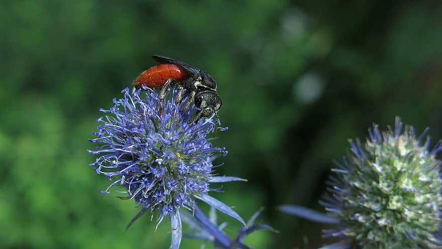 krev včela, hmyz, květ, Hump ​​Bee, Vosa v pase, včela, kuličkový bodlák, rostlina, detail, makro, zelená barva