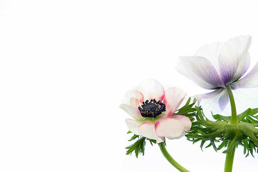 isolated, flower, background, white, minimal, copy space, plant, bloom, pair, anemone, floral