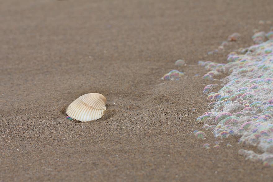 貝殻、海の泡、ビーチ、砂、シェル、クラムシェル、夏、休暇、閉じる、きらきら、海岸線