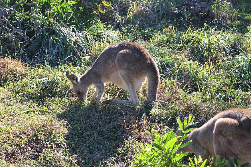kangourou, Australie, animal, herbe, mignonne, fourrure, animaux à l'état sauvage, jeune animal, regardant, félin, ferme