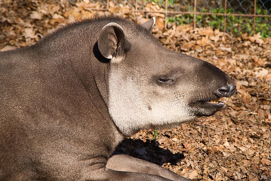 tapir, pattedyr, dyr, sydamerikanske tapir, Brasiliansk tapir, dyreliv, mane, pels, natur