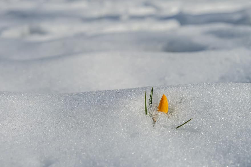 Crocus, Flower, Snow, Winter, Frost, Cold, Blossom, Bloom, Closed, Orange, Early Bloomer
