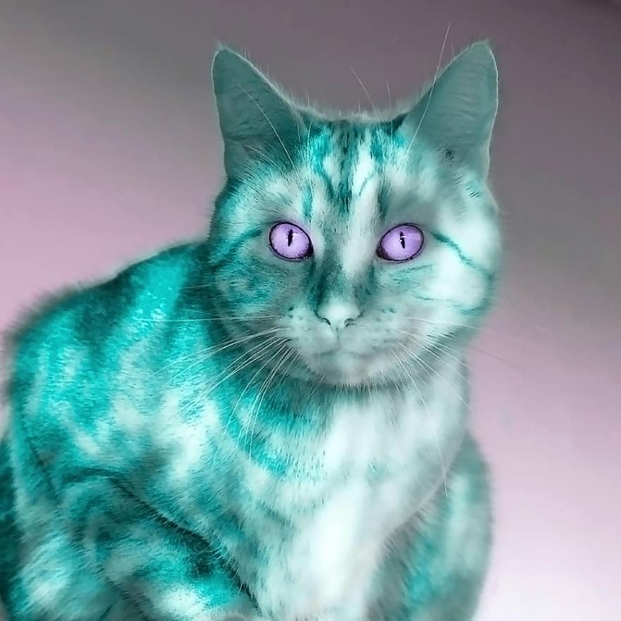 кішка, кольорова гра, фон, правдаb, тендер, фіолетовий, очі, бузковий