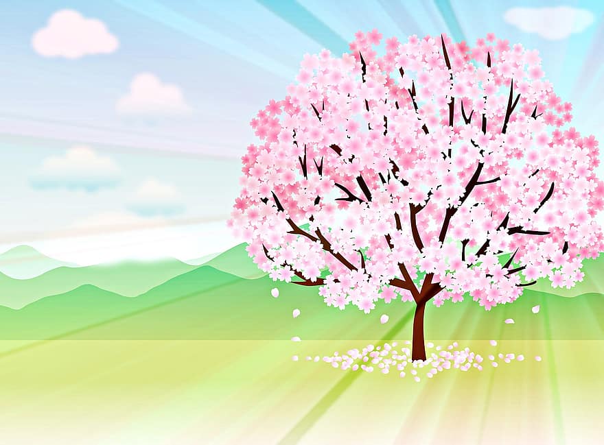 tavaszi háttér, sakura fa, cseresznyefa, napsugarak, Sakura, tavaszi, fa, virágzás, cseresznye, ég, virágzik