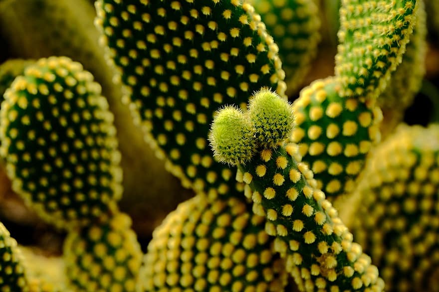 cactus, flora, planta, naturalesa, creixement, primer pla, color verd, full, macro, botànica, espina
