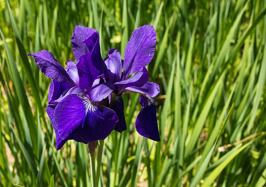 iris, gėlė, violetinė rainelė, violetinė gėlė, žiedlapių, violetinės žiedlapės, žydi, žiedas, flora, žydintys augalai, pobūdį