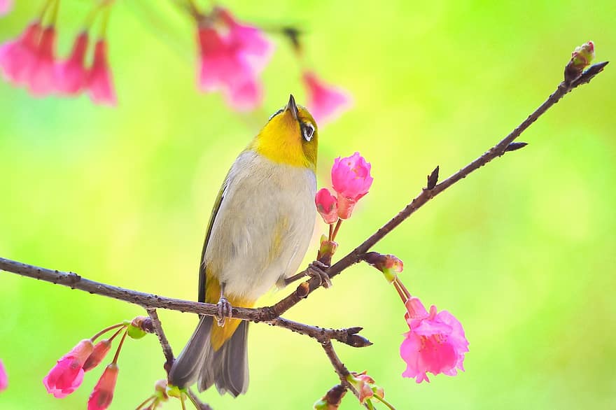 pássaro, Olho branco-berrante, ornitologia, espécies, fauna, aviária, animal, animais selvagens, natureza, bico, Taiwan