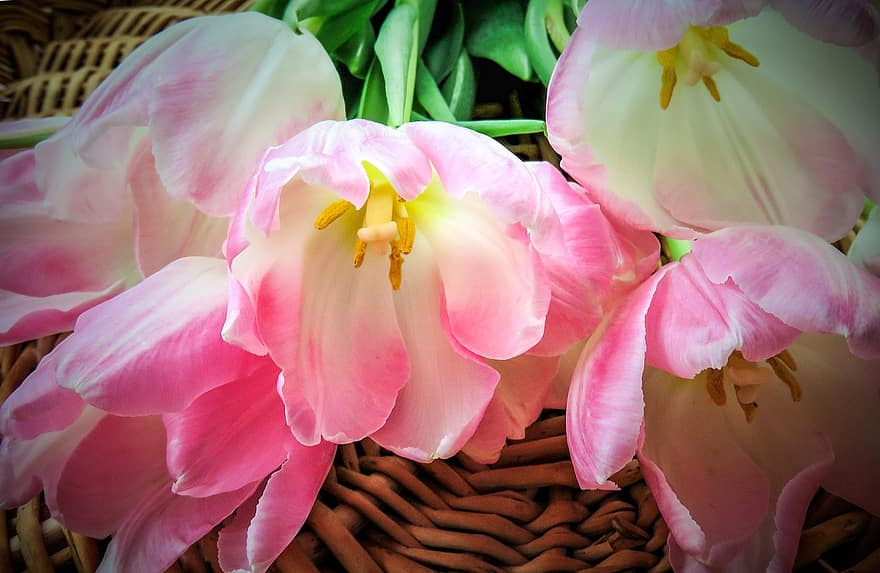 tulipanes, las flores, ramo de flores, cortar flores, primavera, rosado, floreció, naturaleza, flora
