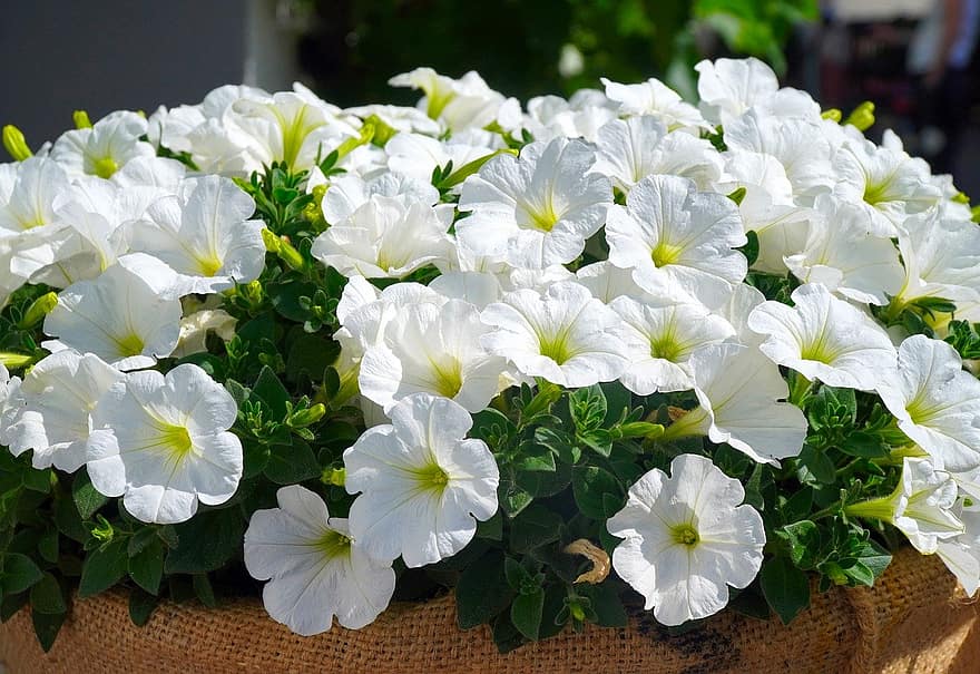 petunias, Flores blancas, las flores, flores, naturaleza, flora, planta, flor, verano, cabeza de flor, frescura