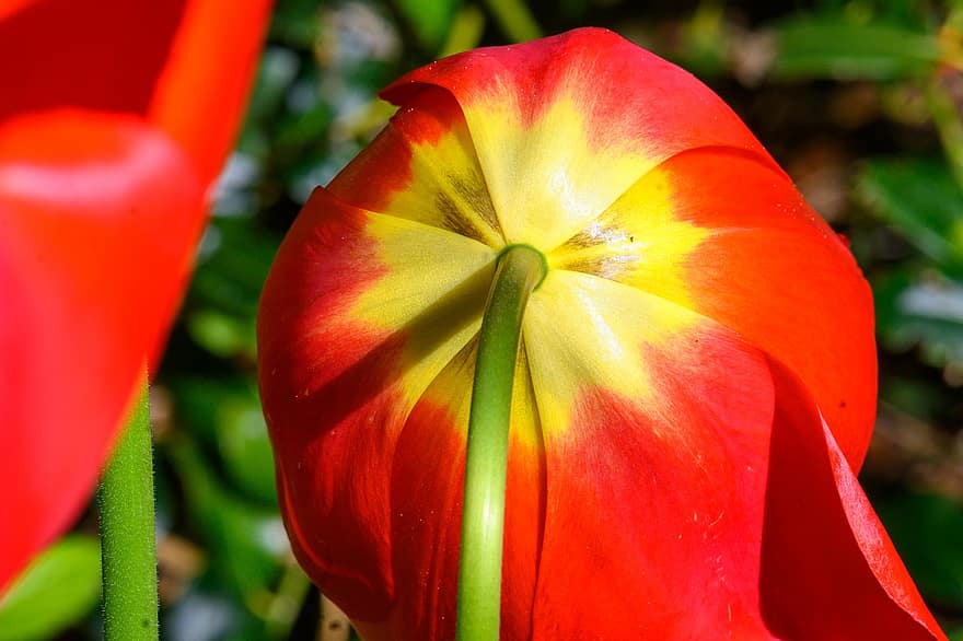 flora, forår, tulipan, blomst
