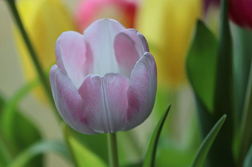 bunga tulp, tulip merah muda, bunga merah muda, taman, alam, mekar, berkembang, musim semi, merapatkan, bunga, menanam