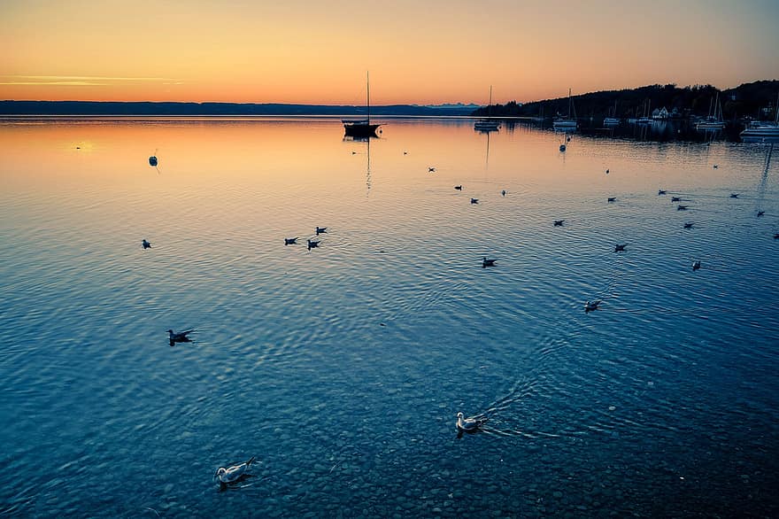 lago, aves, gaviotas, puesta de sol, Ammersee