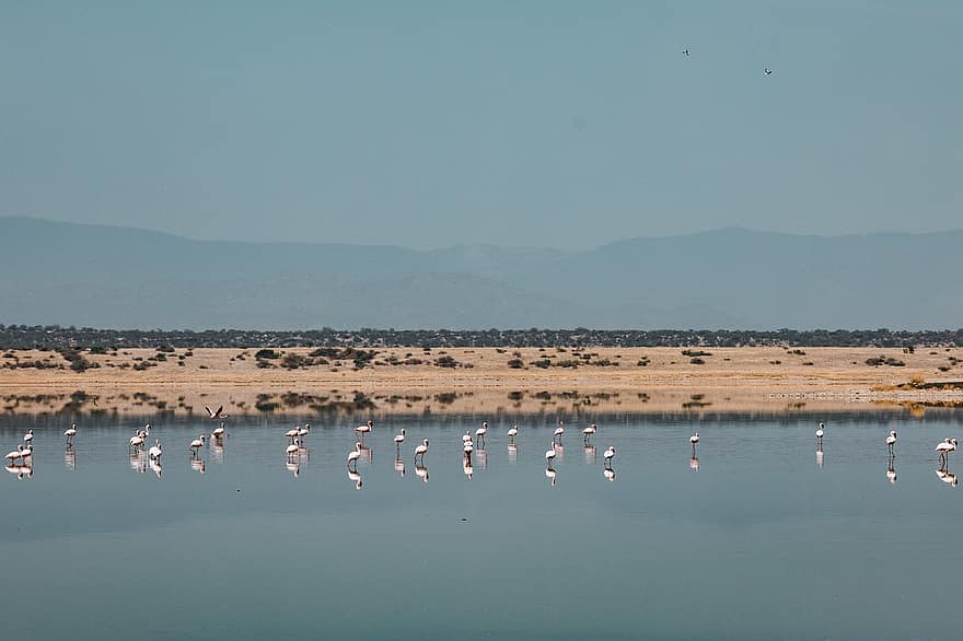 See, Flamingos, Vögel, Reflexion, Wasser, Tiere, watende Vögel, Wasservögel, Tierwelt, Natur, Fluss